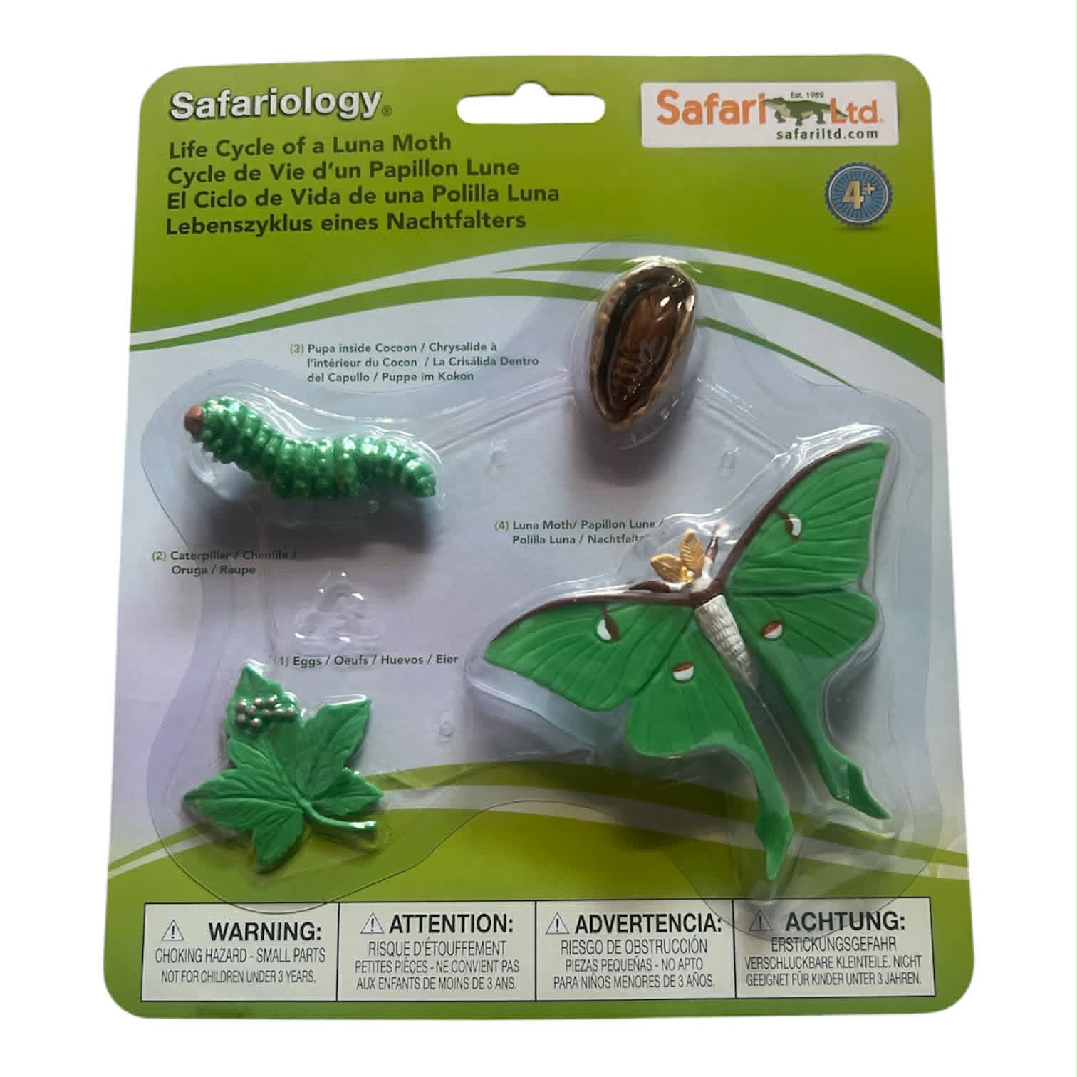   Luna Moth Fjärilens livscykel 