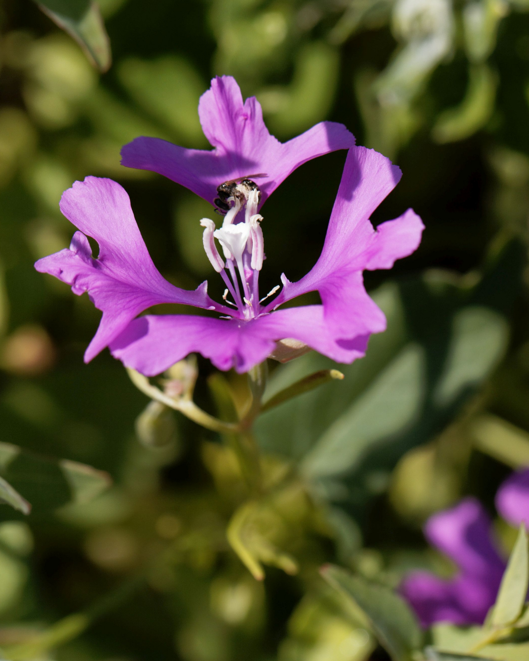 Clarkia - Chieftain