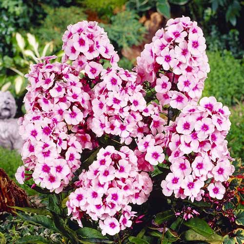6720  Phlox paniculata  Bright Eyes  I  Svenskt namn  :Höstflox  I  Krukstorlek   : SQ1  I  Förväntad Höjd  :  70 cm  I  Blomningstid :  aug-sept - 3