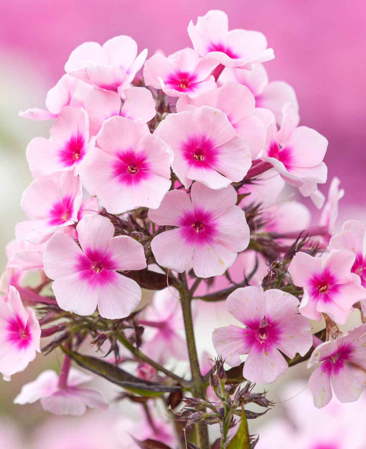 6720  Phlox paniculata  Bright Eyes  I  Svenskt namn  :Höstflox  I  Krukstorlek   : SQ1  I  Förväntad Höjd  :  70 cm  I  Blomningstid :  aug-sept - 2