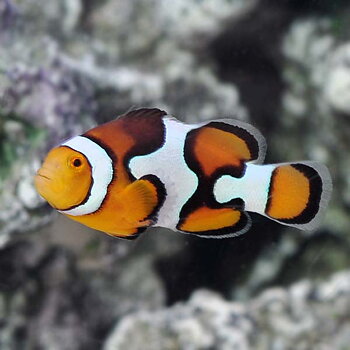 Amphirion percula Picasso (reef safe)