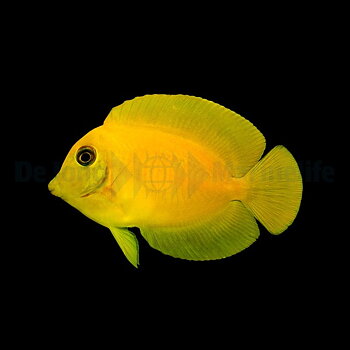 Acanthurus pyroferus (Mimic heraldi) (reef safe)