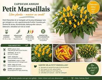 Chili - ‘Petit Marseillais’ – liten planta, stor smak!