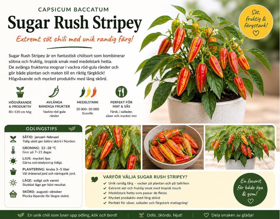 Chili - Sugar Rush Stripey’  Extremt söt chili med unik randig färg