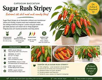 Chili - Sugar Rush Stripey’  Extremt söt chili med unik randig färg