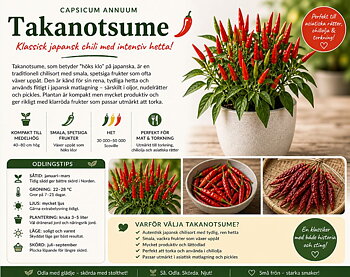 Chili - ‘Takanotsume’  Klassisk japansk chili med intensiv hetta