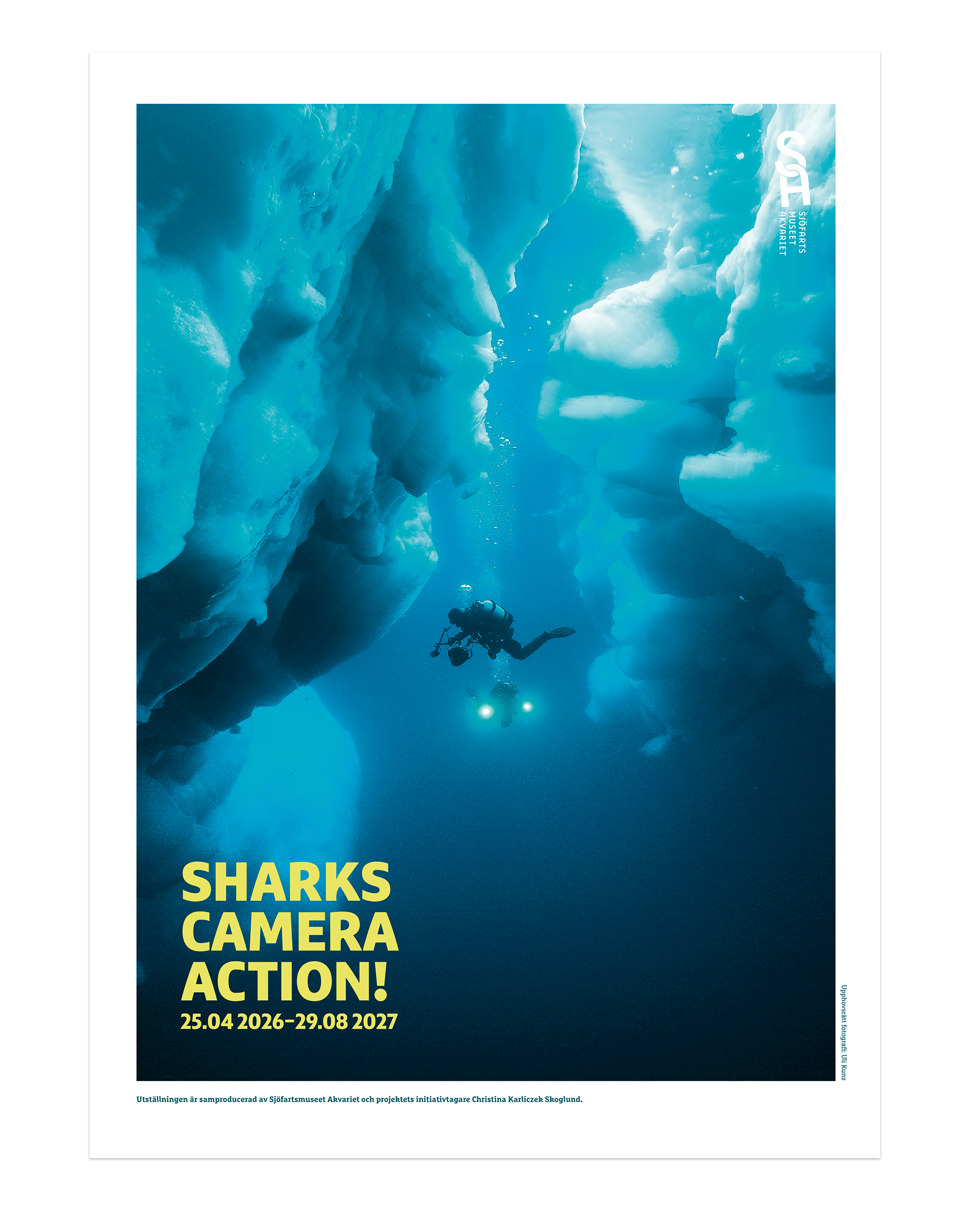 Sharks, camera, action!