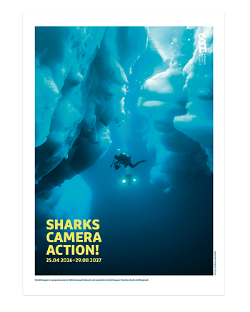Sharks, camera, action!