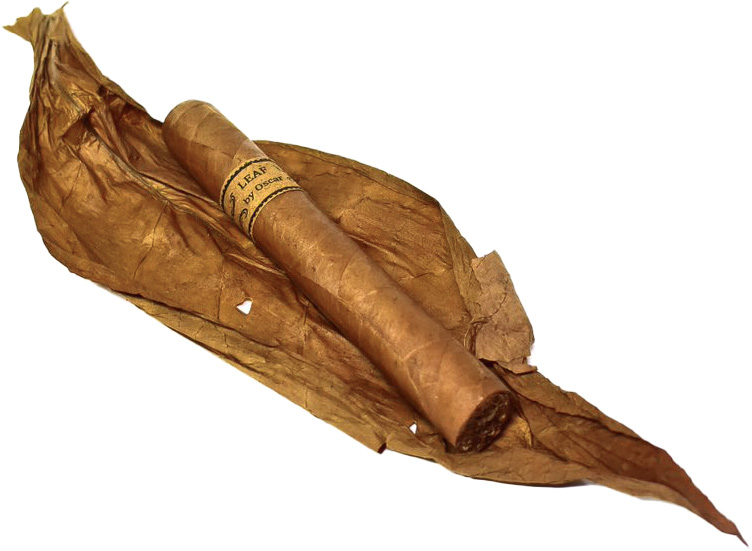 Leaf by Oscar Connecticut Toro - 2