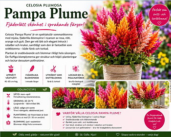 Celosia plumosa ‘Pampa Plume’ Luftig, fjäderlik blomning i sprakande färger