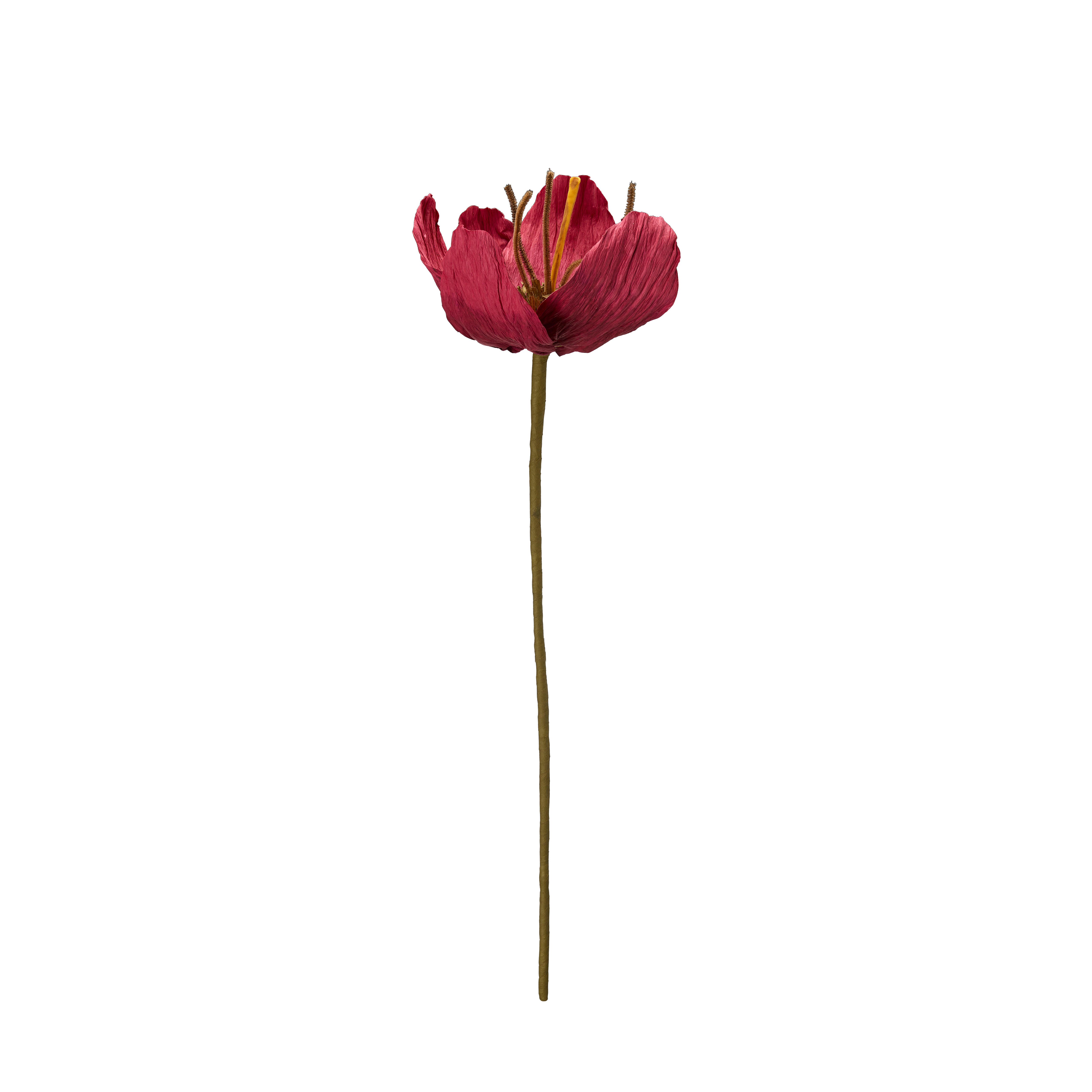Evighetsblomma - TULPAN BLOMMA - 3