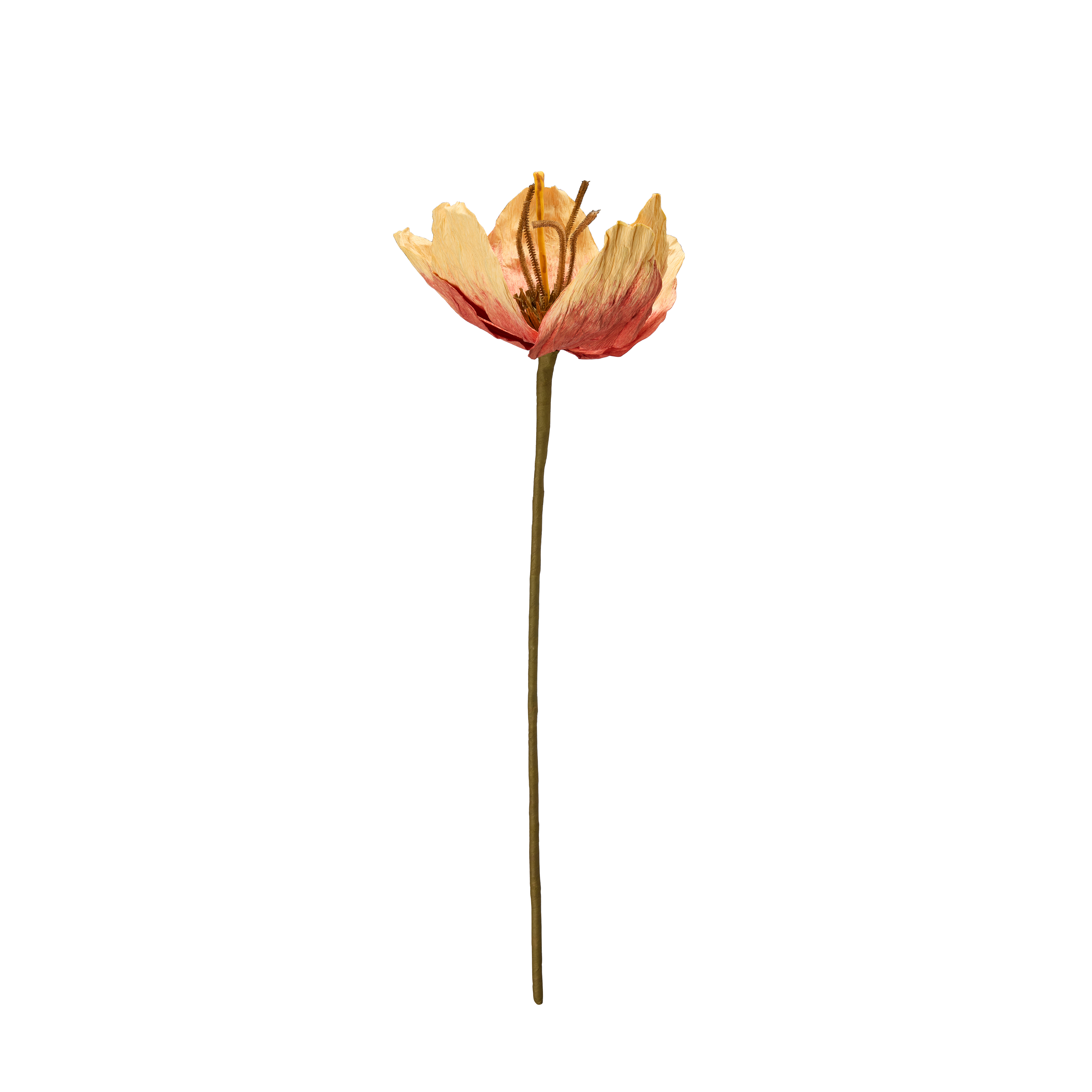 Evighetsblomma - TULPAN BLOMMA
