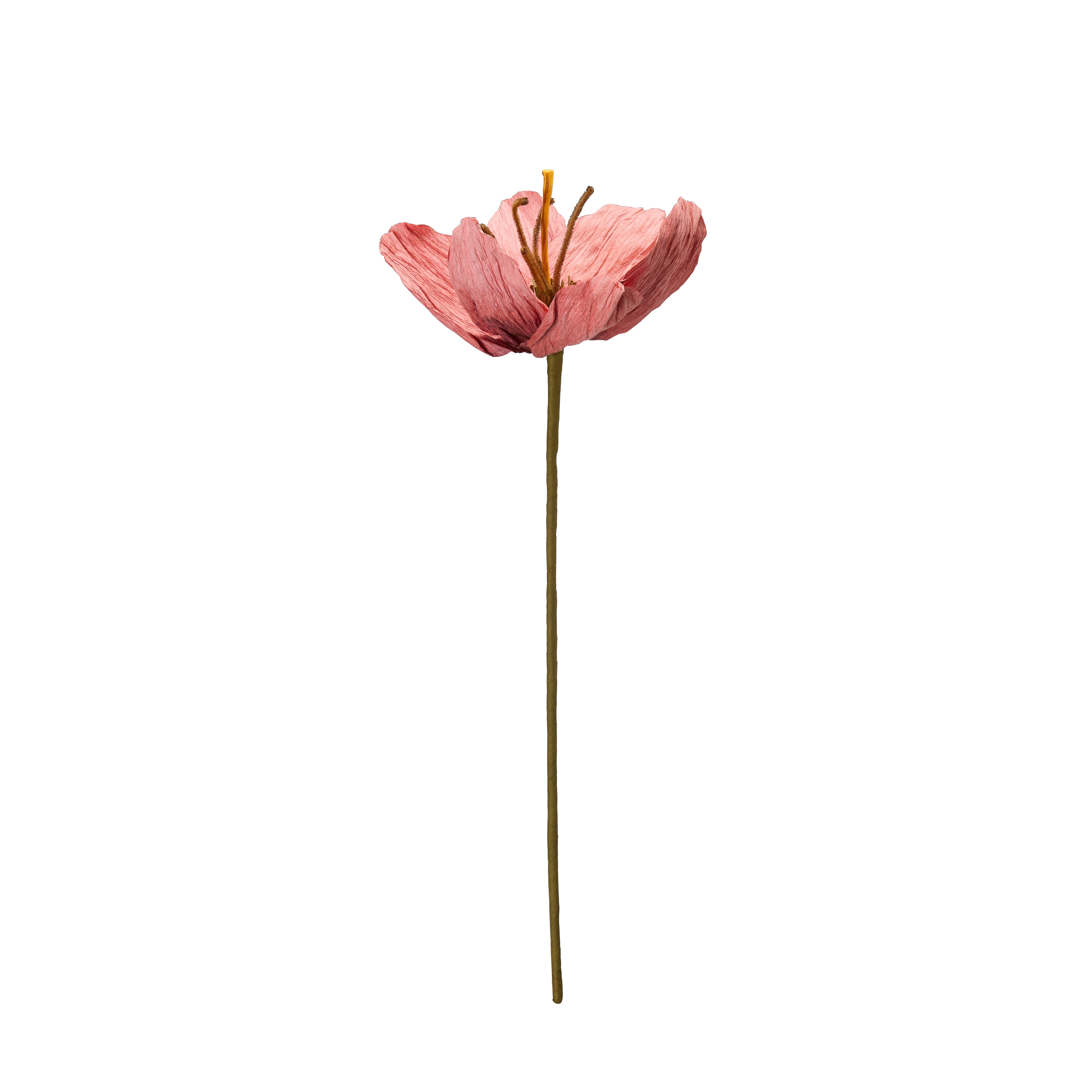 Evighetsblomma - TULPAN BLOMMA