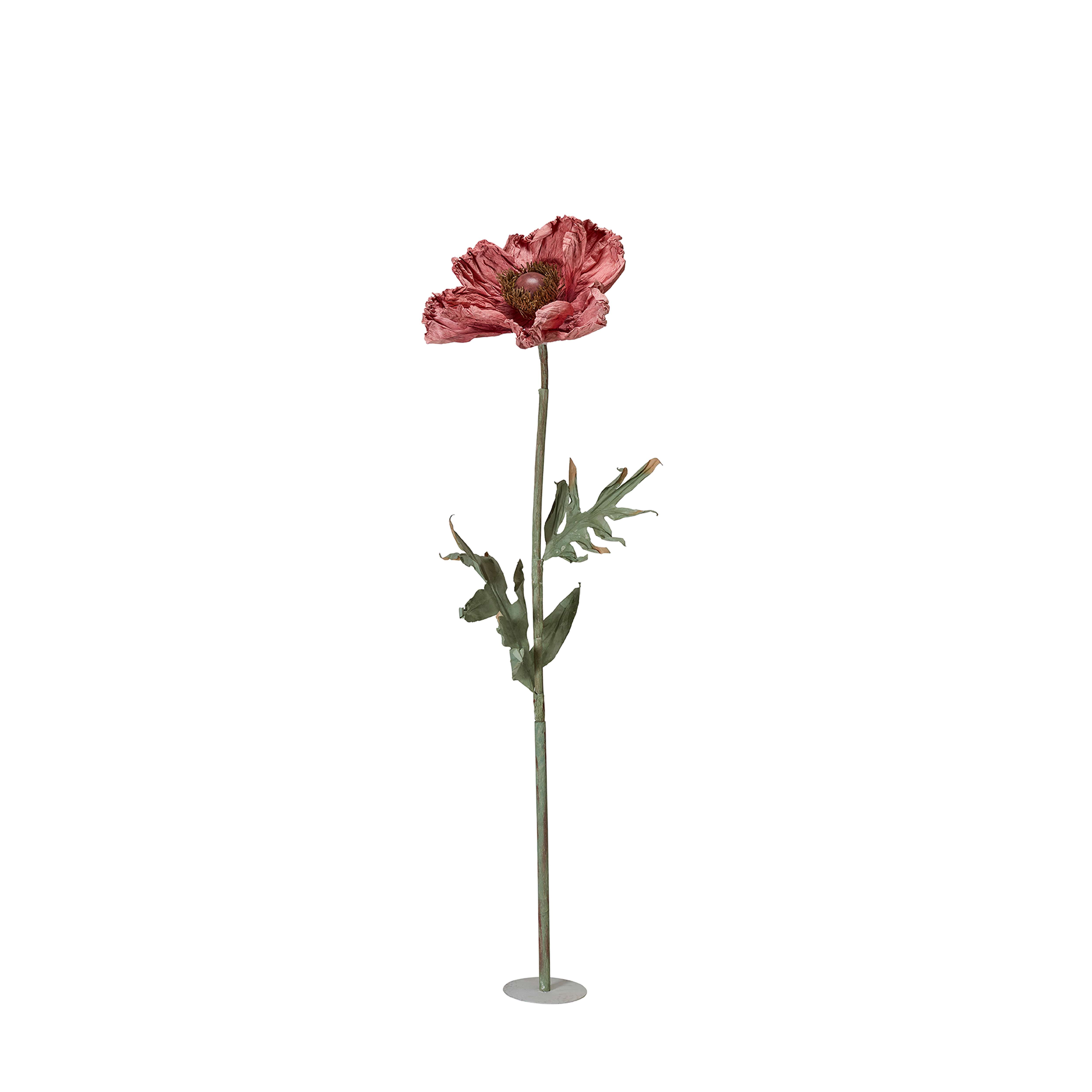 Evighetsblomma - VALLMO BIG - 3