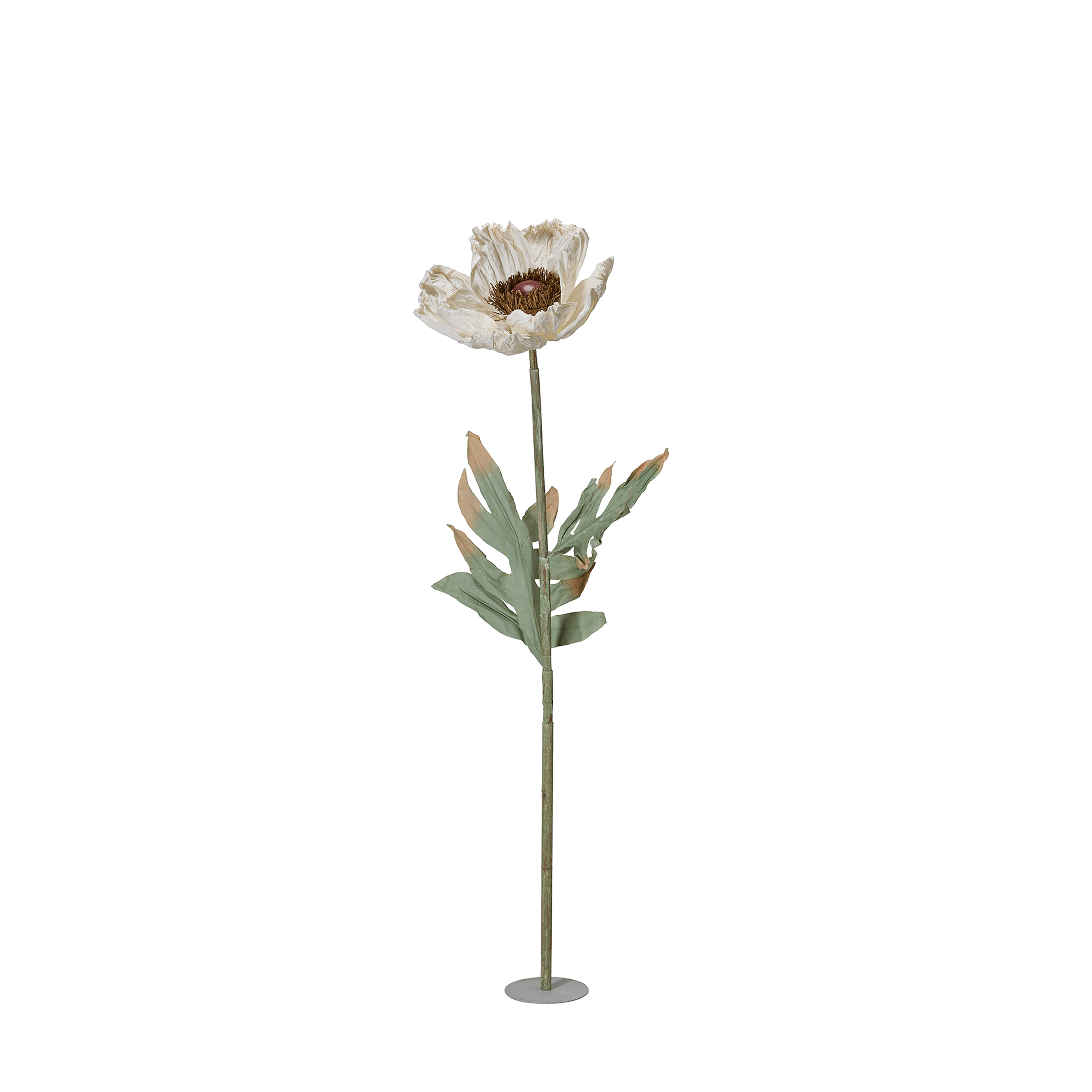 Evighetsblomma - VALLMO BIG