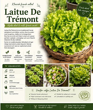 Sallad - ‘De Trémont’  Fransk delikatessallad med mjälla, krispiga blad