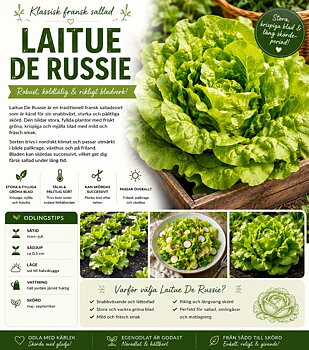 Sallad - ‘De Russie’  Robust fransk sallad med riklig skörd och fräsch smak