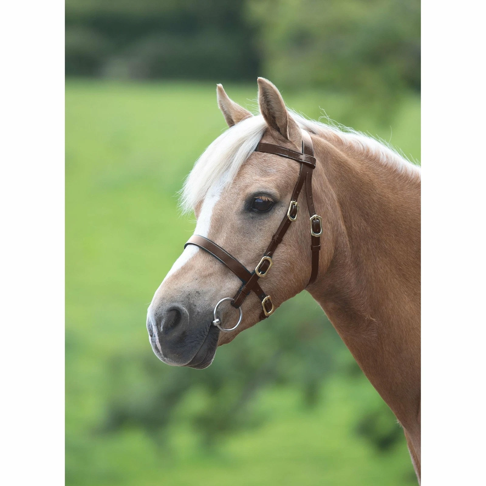 Shires Velociti GARA Utstillings hodelag - 2