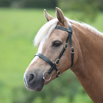 Shires Velociti GARA Utstillings hodelag