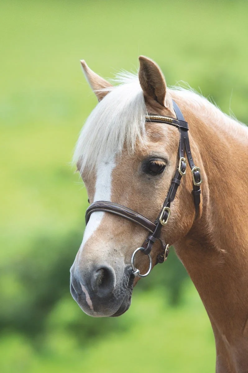 Shires Velociti GARA Clincher Utstillingshodelag - 2