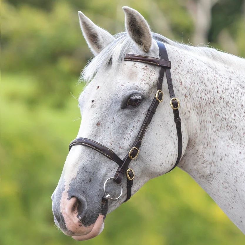 Shires Velociti GARA Fancy Stitched Utstillingshodelag - 2