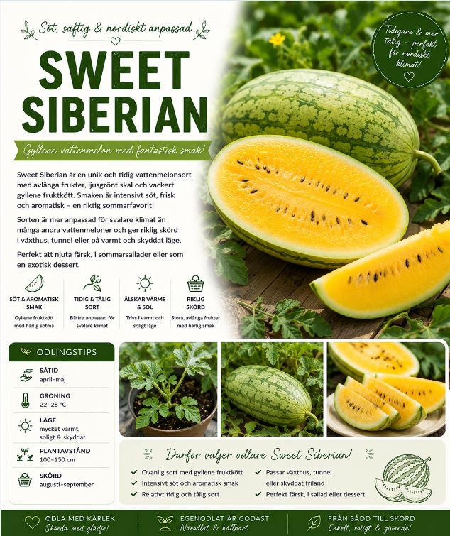Vattenmelon - "Sweet Siberian" - Söt och ovanlig vattenmelon med gyllene fruktkött