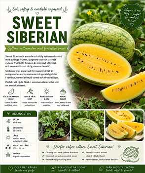 Vattenmelon - "Sweet Siberian" - Söt och ovanlig vattenmelon med gyllene fruktkött