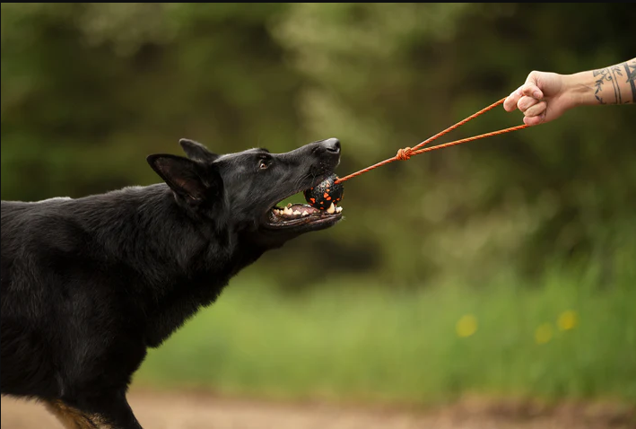 Non-stop Dog Ball On Rope 70x70mm - 3