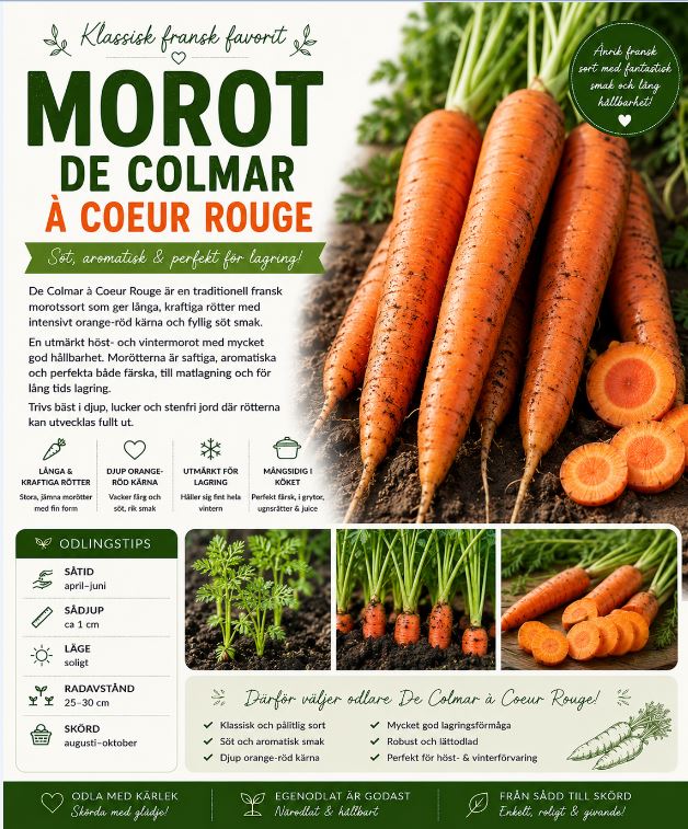 Morot - ‘De Colmar à Coeur Rouge’  - Klassisk fransk vintermorot med rik smak och fantastisk lagringsförmåga