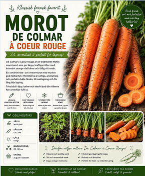 Morot - ‘De Colmar à Coeur Rouge’  - Klassisk fransk vintermorot med rik smak och fantastisk lagringsförmåga