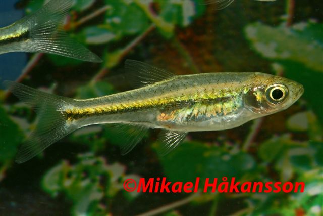 Smaragdrasbora (Microdevario kubotai)