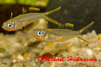 Gaffelstjärts-regnbåge (Pseudomugil furcatus)