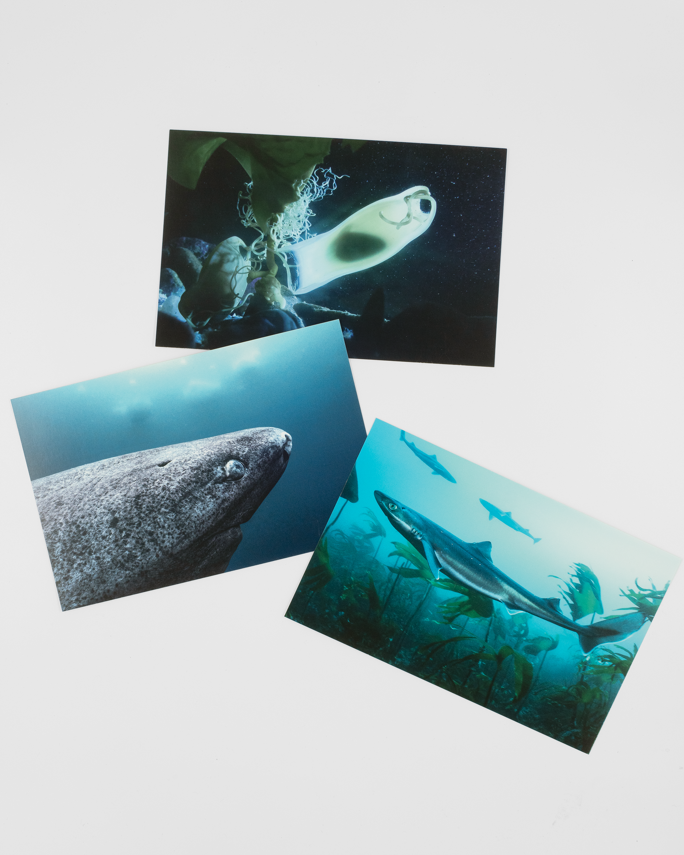 Vykort, 3-pack