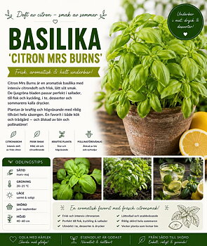 Basilika - ‘Citron Mrs Burns’ -  Aromatisk citronbasilika med intensiv och frisk doft