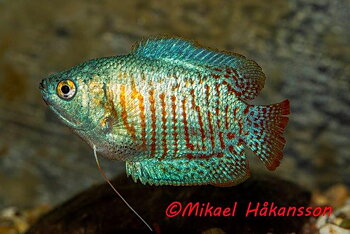 Dvärggurami Neon (Trichogaster lalius)
