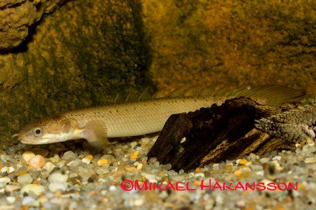 Senegalesisk fengädda (Polypterus senegalus)