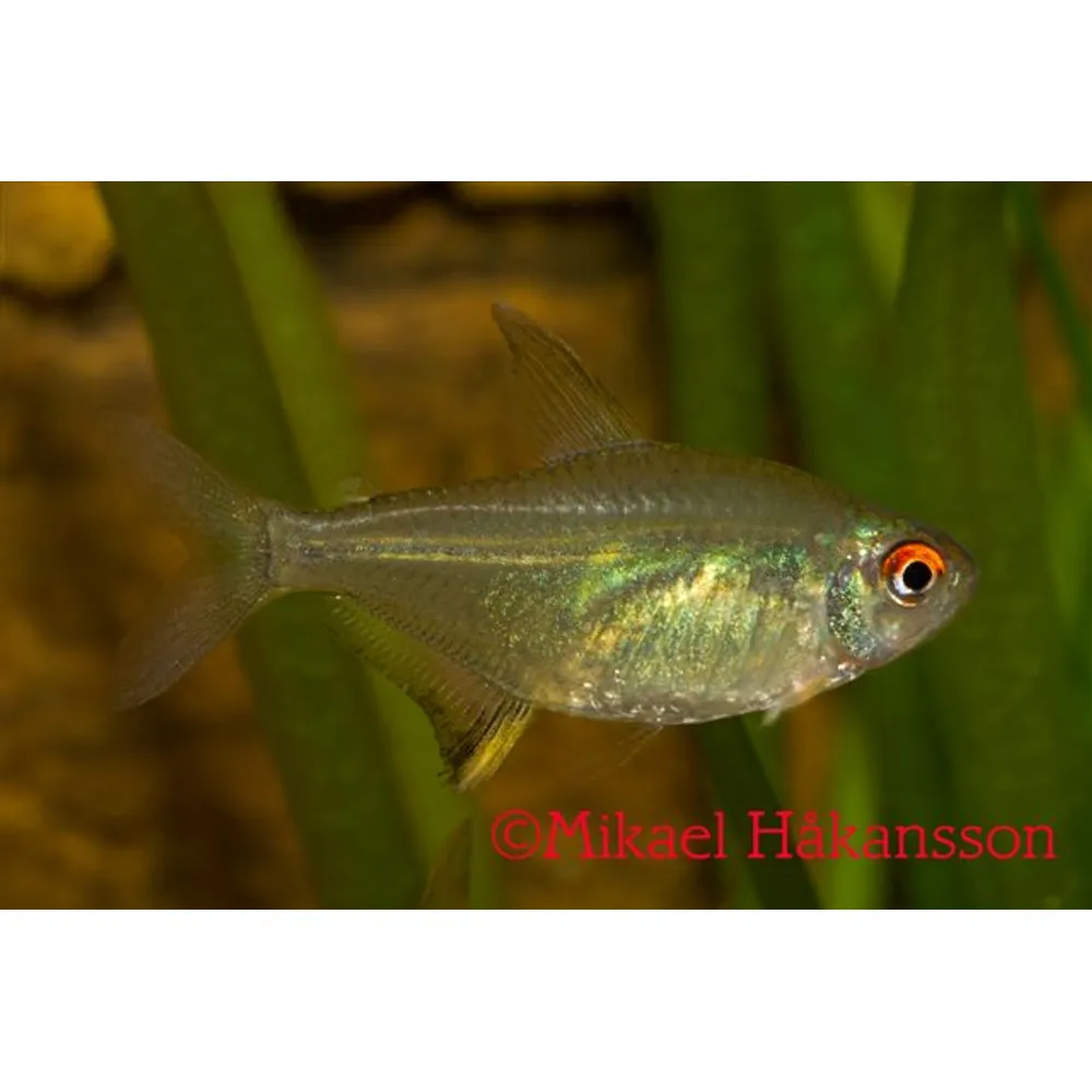 Citrontetra (Hyphessobrycon pulchripinnis)