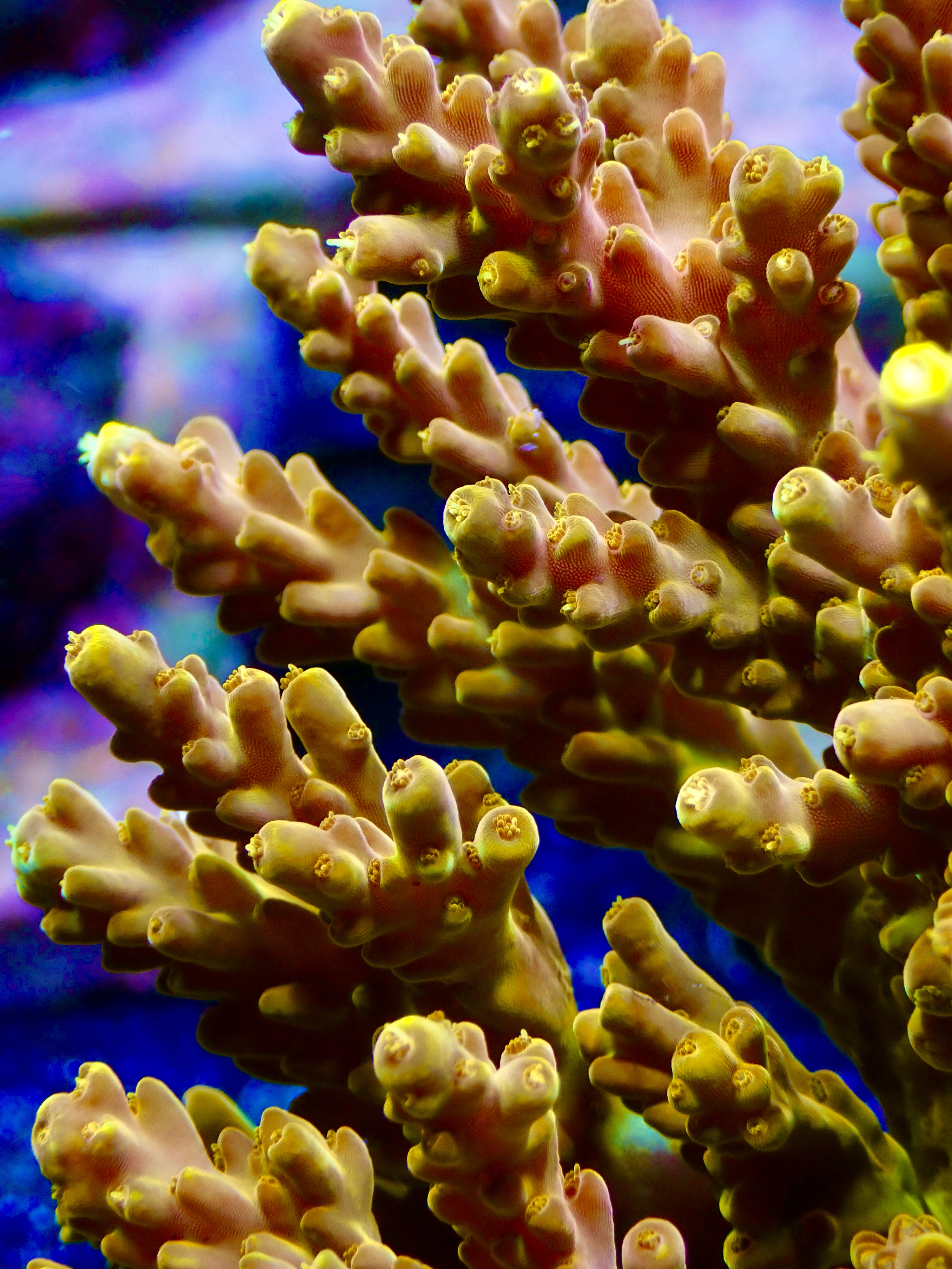 Acropora spp. OOL Golden Jawdroper