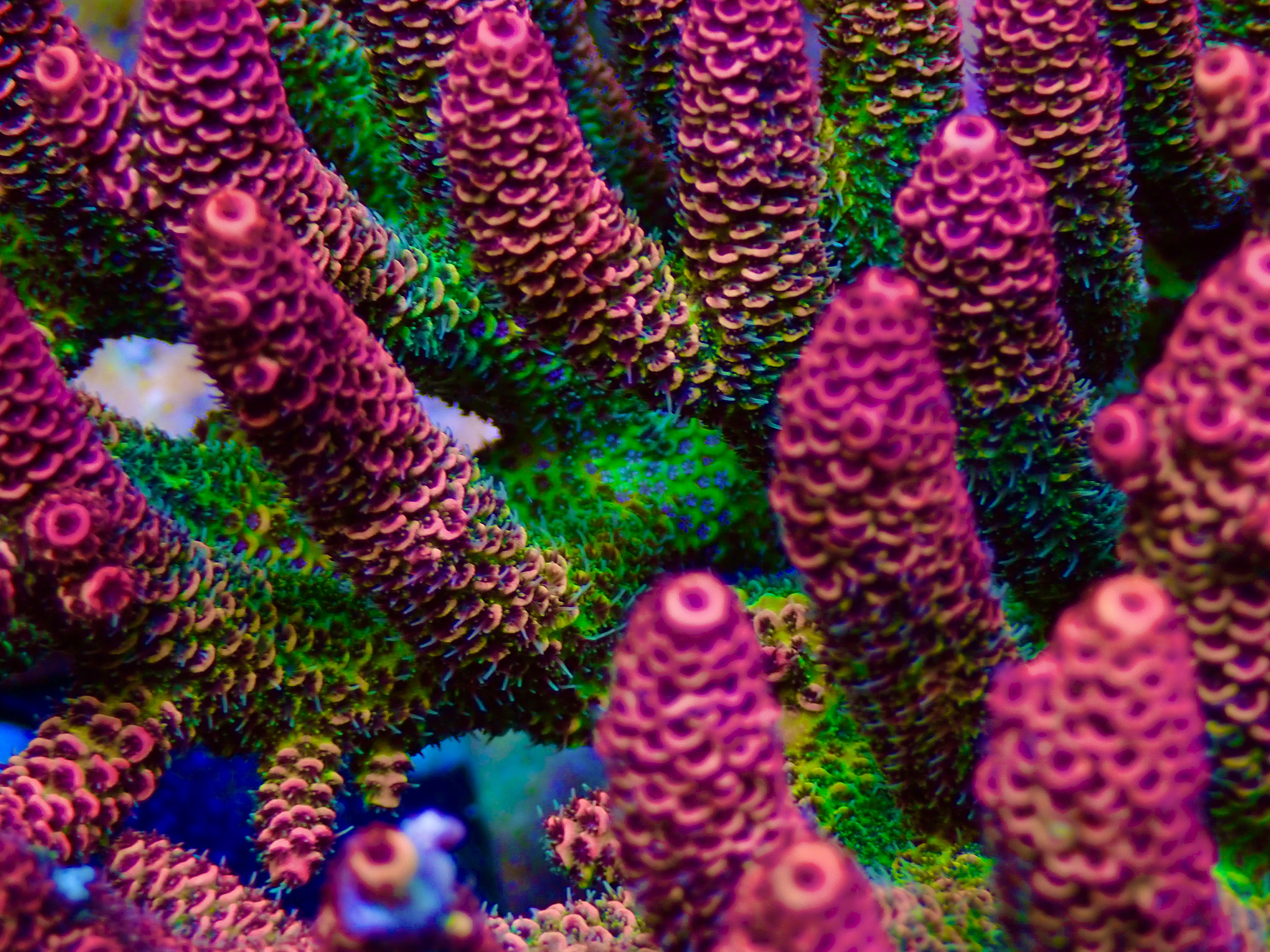 Acropora Millepora OOL Ruby Jungle