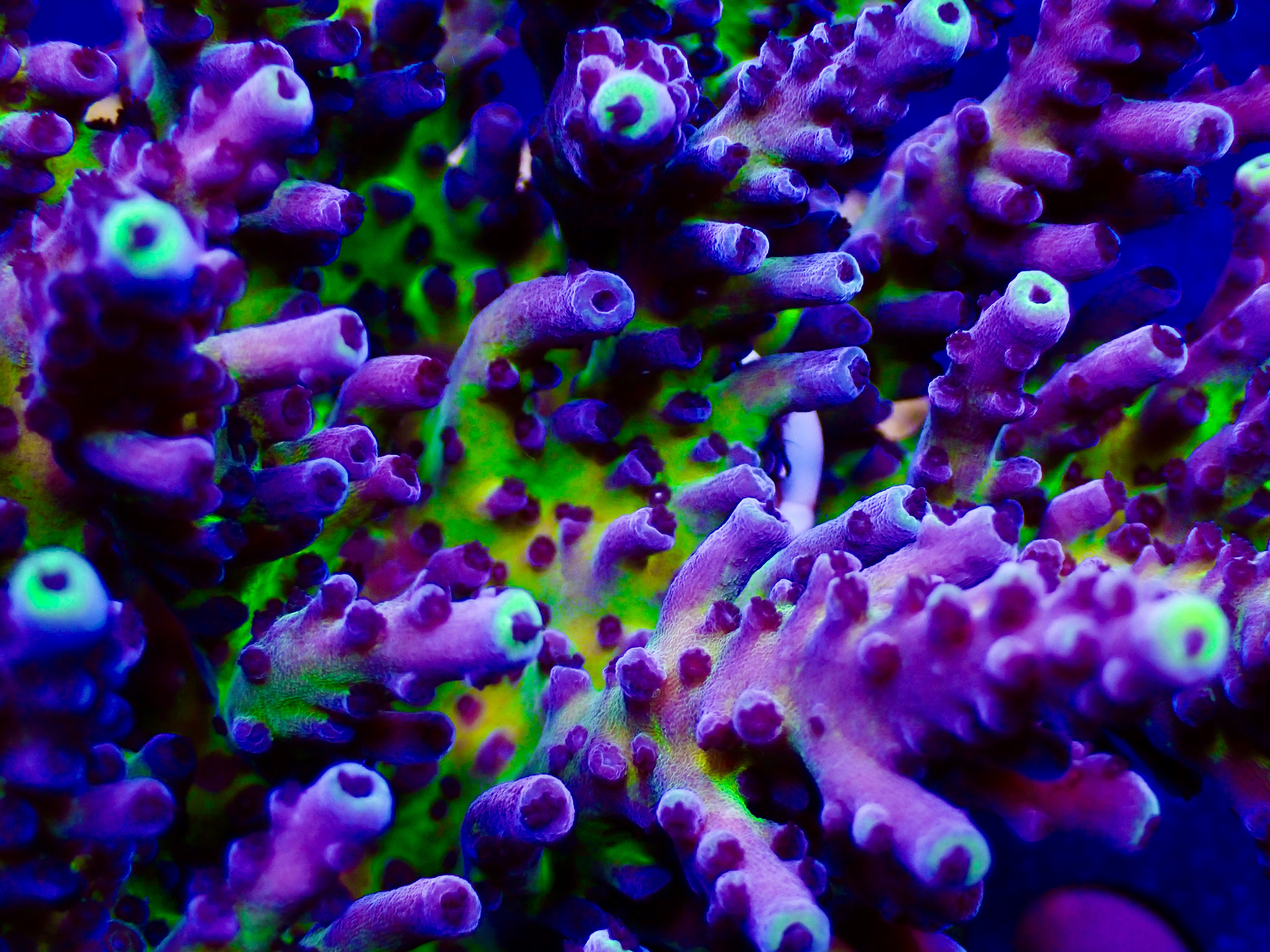 Acropora spp. OOL Electric Miyagi