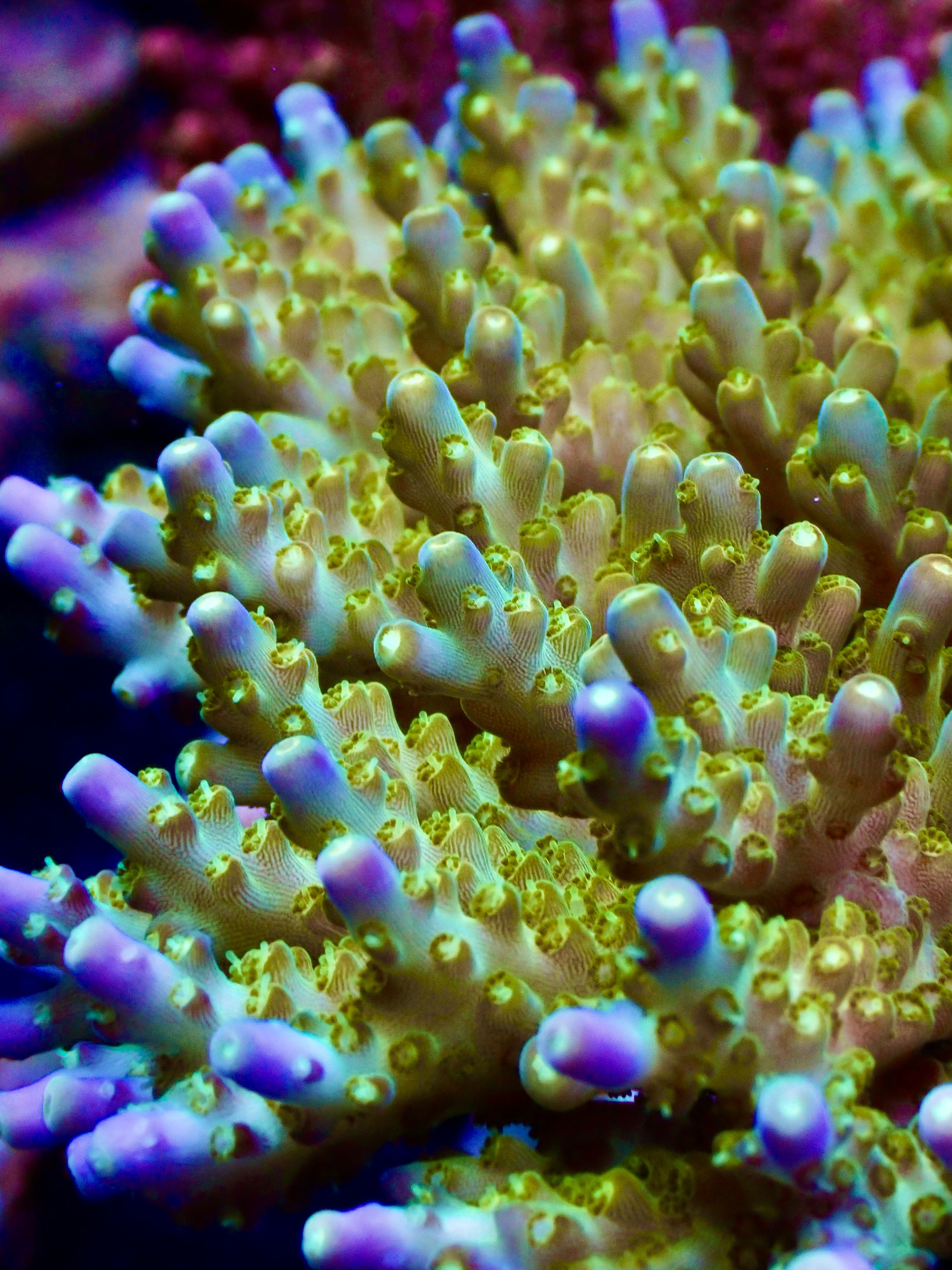Acropora spp. OOL Solar Shard