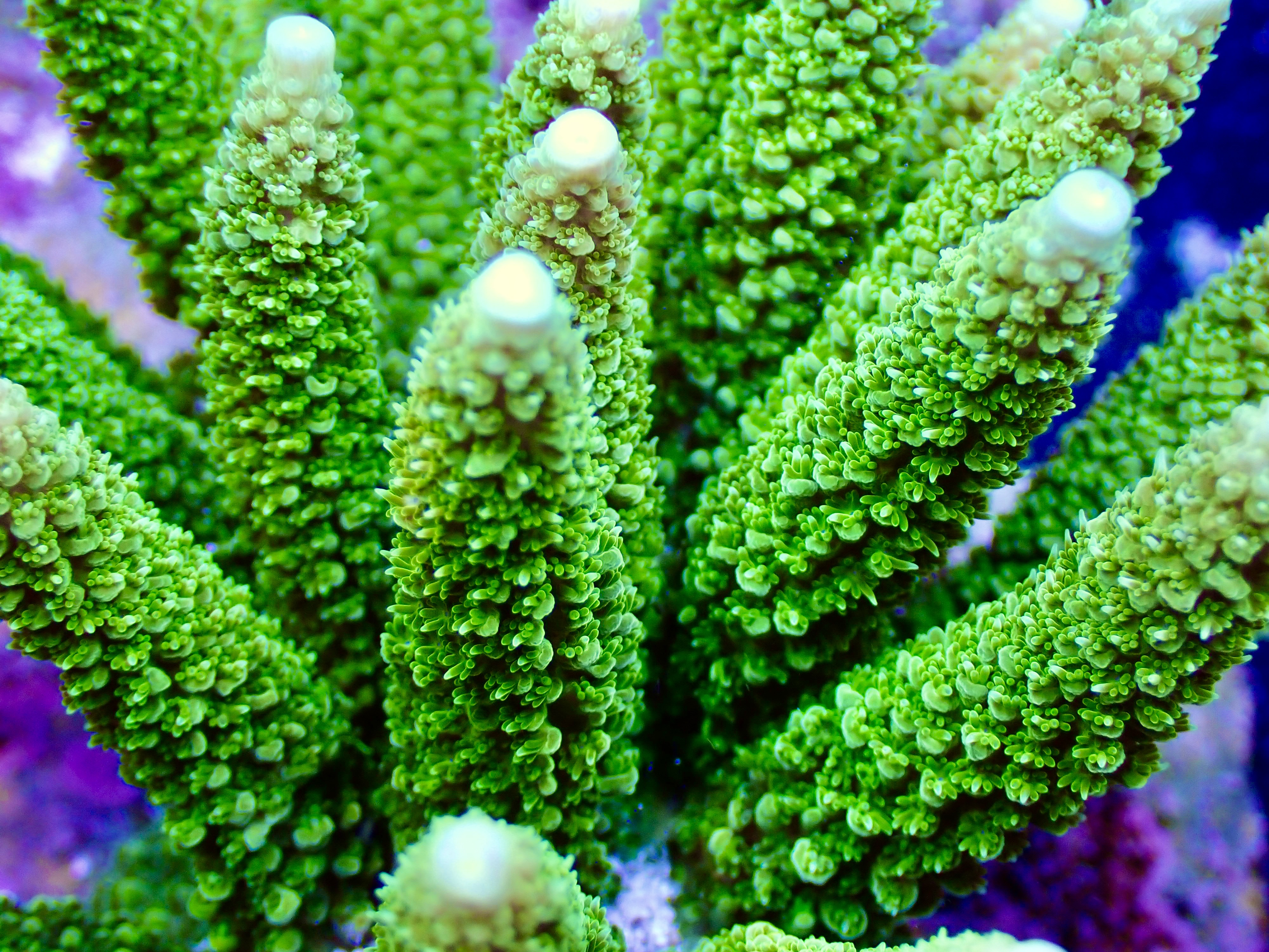 Acropora spp. OOL Forest Fern