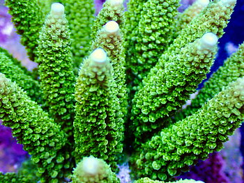 Acropora spp. OOL Forest Fern