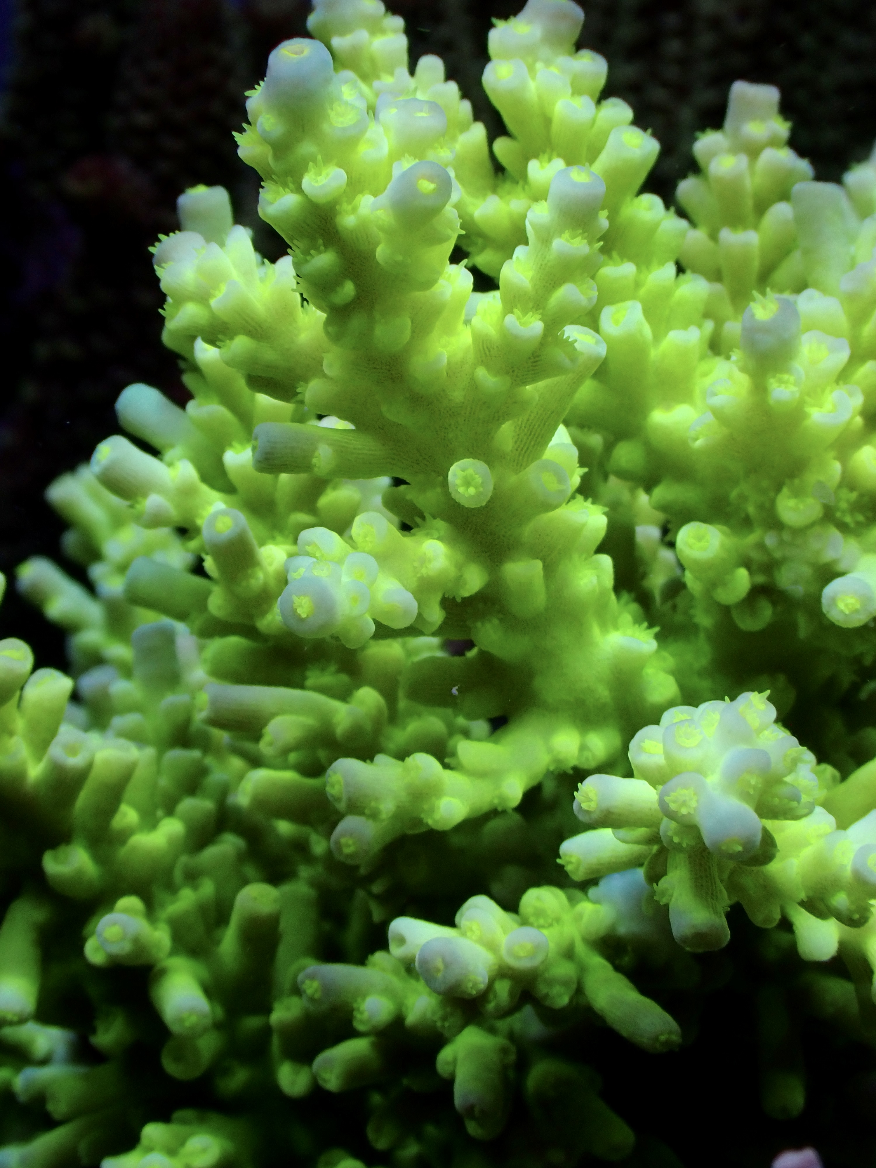 Acropora spp. OOL Gamma mica