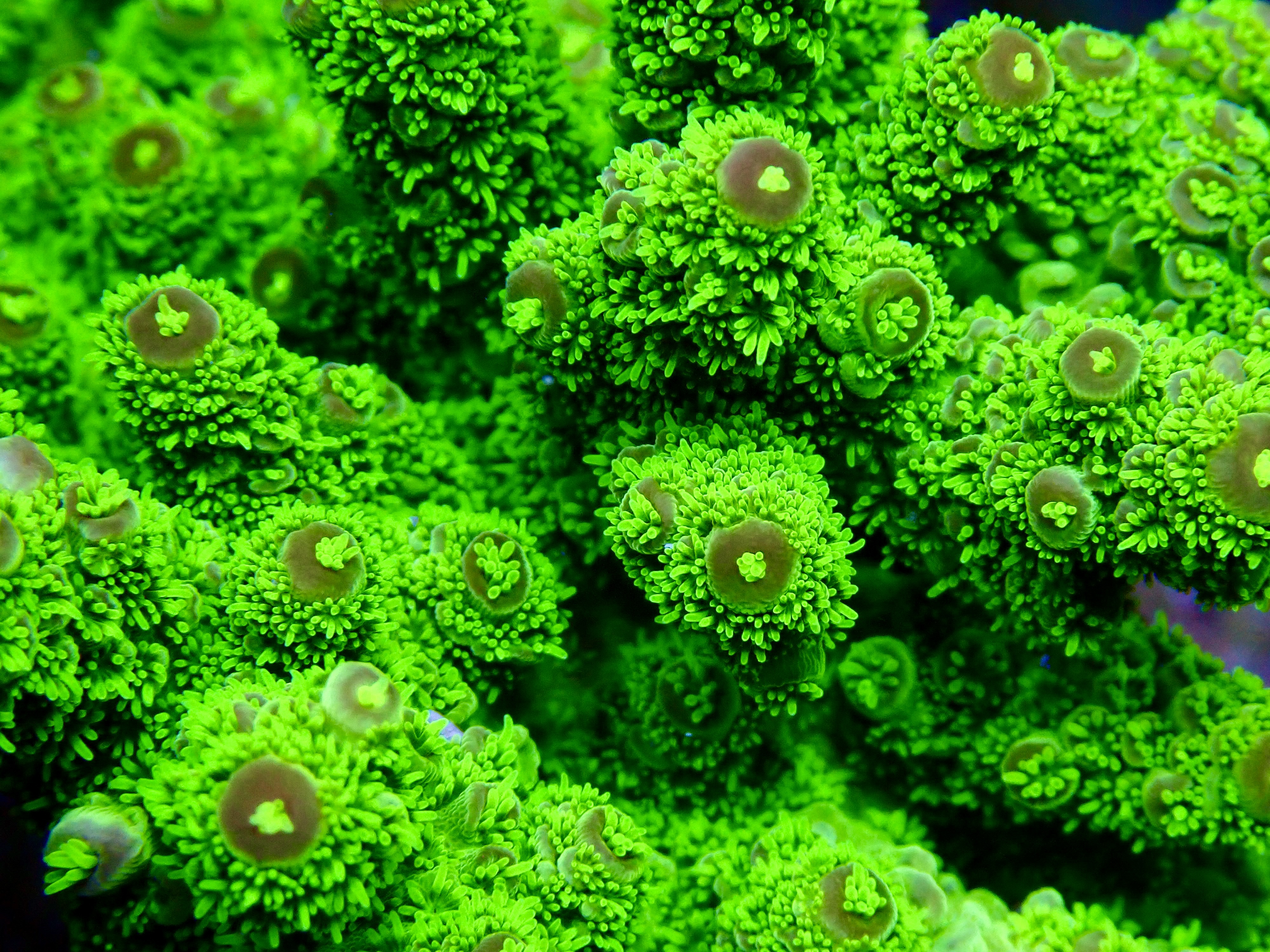 Acropora spp. OOL Emerald Moss