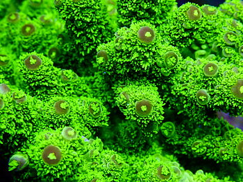 Acropora spp. OOL Emerald Moss