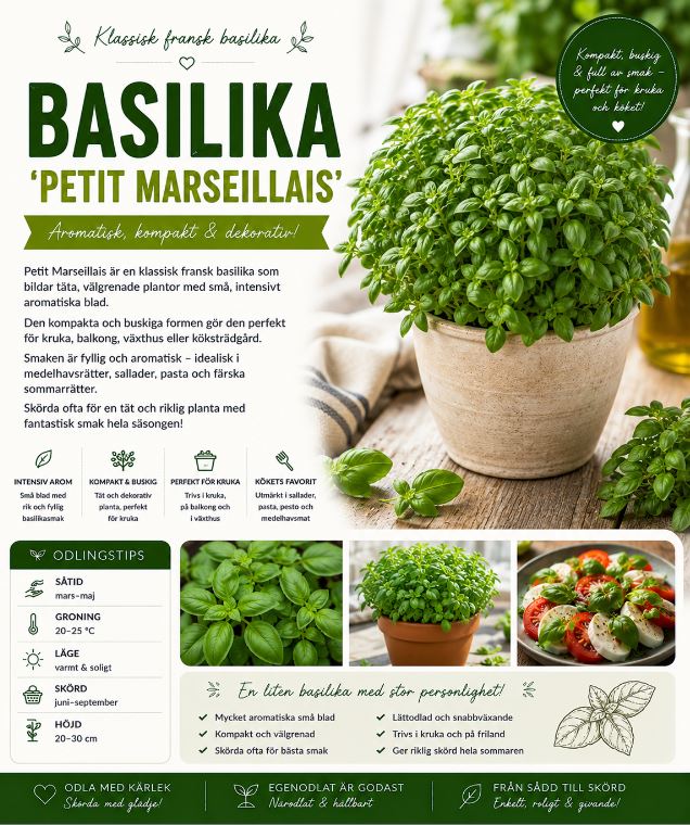 Basilika -‘Petit Marseillais’  Kompakt och aromatisk fransk basilika för kök och kruka