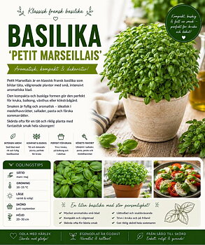 Basilika -‘Petit Marseillais’  Kompakt och aromatisk fransk basilika för kök och kruka