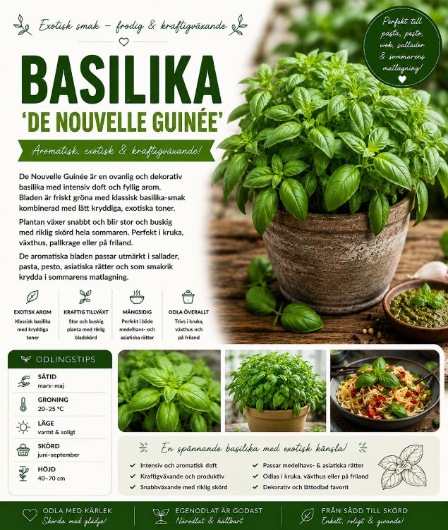 Basilika -‘De Nouvelle Guinée’  Frodig och exotisk basilika med rik arom och kraftig växtkraft