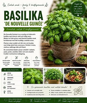 Basilika -‘De Nouvelle Guinée’  Frodig och exotisk basilika med rik arom och kraftig växtkraft